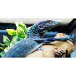 Paignton Zoo’s 21st century lizard