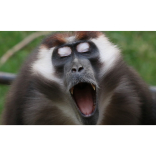 Carol-singing monkey at Paignton Zoo, Devon
