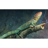 The lizard that thinks it’s a crocodile…