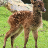 Breeding success at Newquay Zoo
