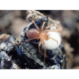 Devon’s Special Species unveiled