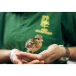 Hatching chicks are sure sign of Spring   
