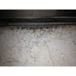 We Are The Mould Removal Experts