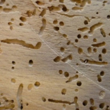 Rid Your Home of Woodworm with these Simple Solutions