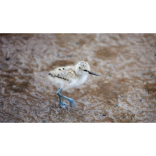 Life’s a beach at Living Coasts  