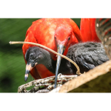 Red letter day for scarlet birds