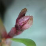 Tiny mite could prove a ‘mighty’ weapon in the fight against one of the UK’s most invasive weeds