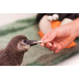 Fish and chicks at Living Coasts