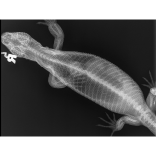 X-rays show the art of veterinary science
