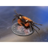 Days out at the beach will never be the same…Paignton zoo breeds vampires
