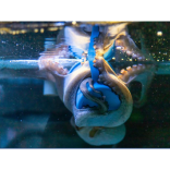 Octopus playtime at Living Coasts
