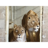 Dartmoor Zoo welcomes two lionesses