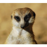 Become the meerkat of your business