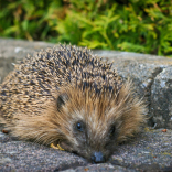 Wolverhampton is called upon to help save Britain’s hedgehogs with ‘hedgehog highways’!