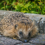 Sutton Coldfield is called on to help save Britain’s hedgehogs with ‘hedgehog highways’!