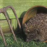 Snuffles Hedgehog Rescue
