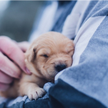 6 Things You Can Do to Keep Your Dog Healthy
