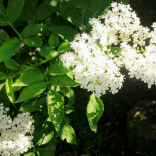 Celebrate the summer with Homemade Sparkling Elderflower Wine!