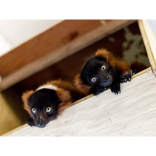 Are these the sweetest babies in the world?