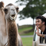 Union J’s Jaymi Hensley gets up close and personal with Birmingham’s resident camels at West Midlands Safari Park