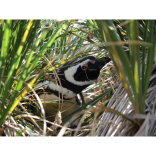 Devon’s new nature reserve… in the South Atlantic