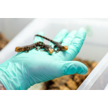 Paignton Zoo breeds beautiful endangered lizard