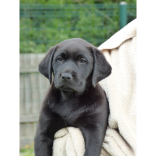 Third Guide Dog Puppy Sponsored By The Ashley Centre #Epsom @Ashley_Centre