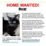 Meet Oscar looking for a home - #Epsom & Ewell Cats Protection @Epsom_CP #giveacatahome
