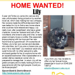 Meet Lily looking for a home - #Epsom & Ewell Cats Protection @Epsom_CP #giveacatahome