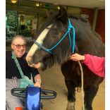 Hospice Care Week: Solly the horse brings calm and comfort to patients at St Giles Hospice