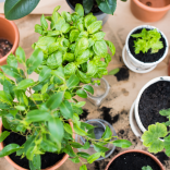 Springing into Life: Exploring April Opportunities in Your Garden or on Your Balcony