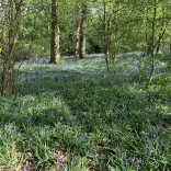 Ancient urban woodland restoration gets £25,000 Community Green Grant