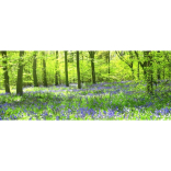 Bluebell Walk in the “As You Like It” Wood for Macmillan Cancer Support
