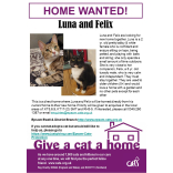 Meet LUNA & FELIX looking for a home - #Epsom & #Ewell Cats Protection @CatsProtection #giveacatahome