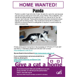 Meet PANDA looking for a home - #Epsom & Ewell Cats Protection @CatsProtection #giveacatahome
