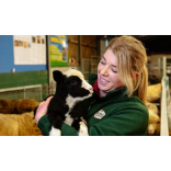 Lambing Live at Park Hall this February
