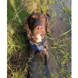 Urine Crystals in Pets: Symptoms, Causes, and Treatment Tips from Abbey Veterinary Centre