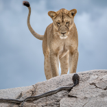 World’s finest nature images revealed with Wildlife Photographer of the Year arriving in Wolverhampton