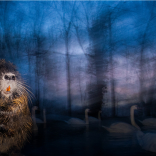 Wildlife Photographer of The Year exhibition arrives soon at Wolverhampton Art Galleries