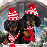 Festive dog food tips for a calmer Christmas