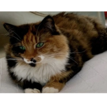 Cats Protection - Rehoming Cats in Epsom