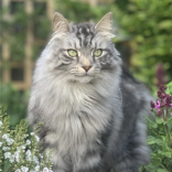 Can you give Milo a forever home?