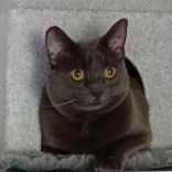 Cats Protection - Rehoming Cats in Epsom