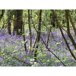 Bluebells Walk raises more than £3,000 for Shropshire cancer patients