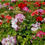 Richards Plants Nursery and Garden Centre Near Kettering Continues to Grow a Loyal Local Following