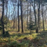 Draft Natural Environment supplementary planning document (SPD) – have your say