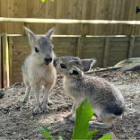 Baby Boom in Time for Summer at the Zoo
