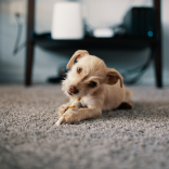 What Is the Best Carpet for Homes With Dogs?