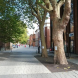 Duty to Consult on felling street trees