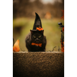 Halloween and Foster Care in Shropshire: Helping Children Feel Safe